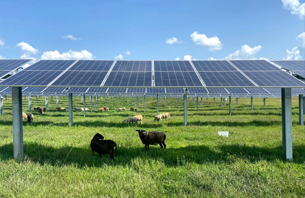 sheep on a grassy field, underneath solar panels