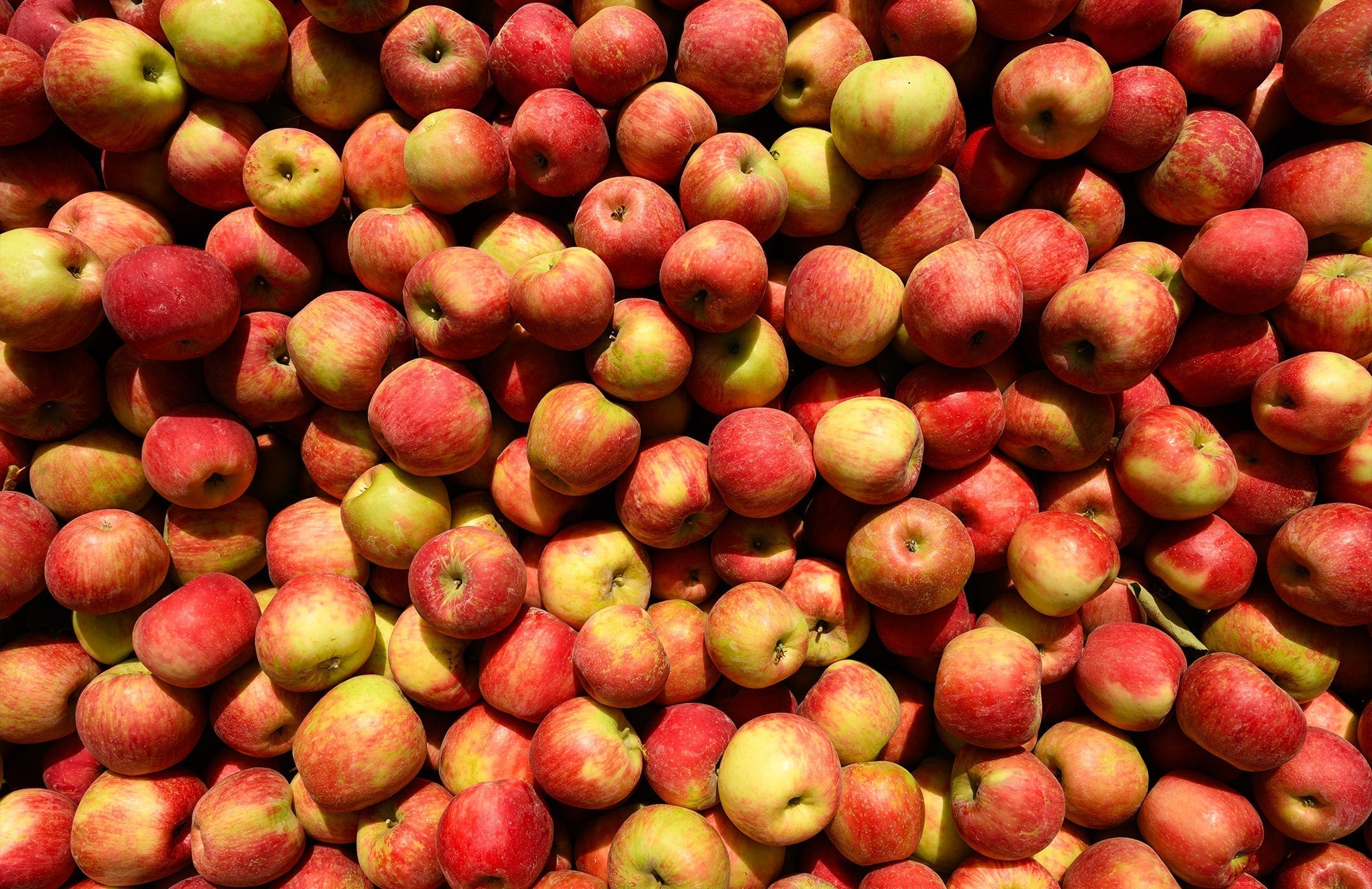 a pile of apples