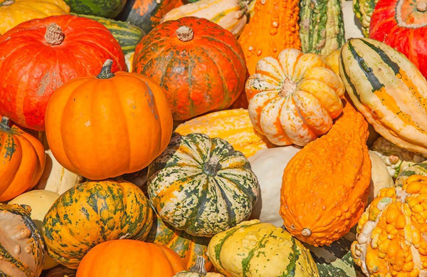 Types of Pumpkins and Their Uses